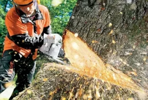 tree-removal-services-needed